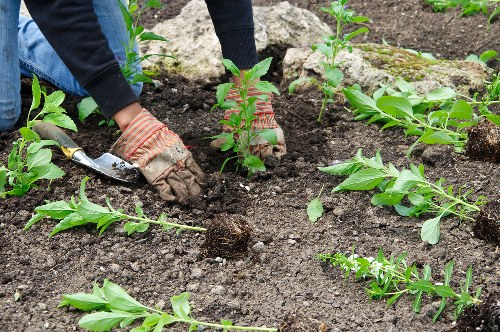 Planning a flower bed layout in a Poplar garden